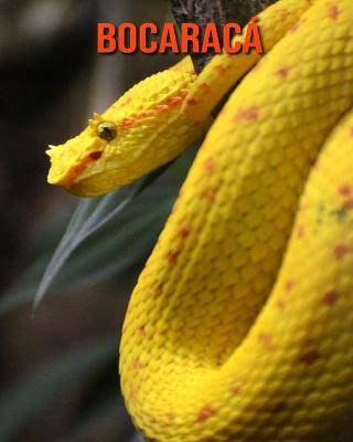 Book cover for Bocaracá