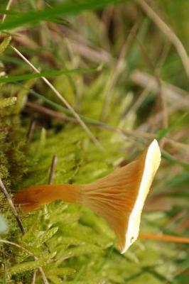 Book cover for False Chanterelle Mushroom Journal