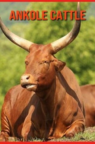 Cover of Ankole Cattle