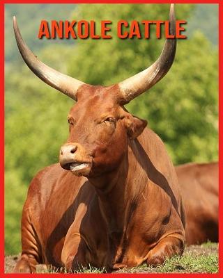 Book cover for Ankole Cattle