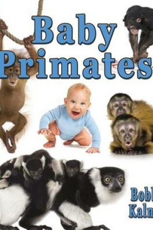 Cover of Baby Primates