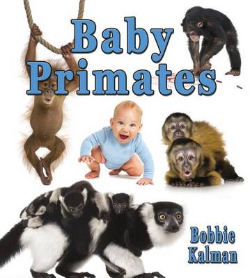 Book cover for Baby Primates