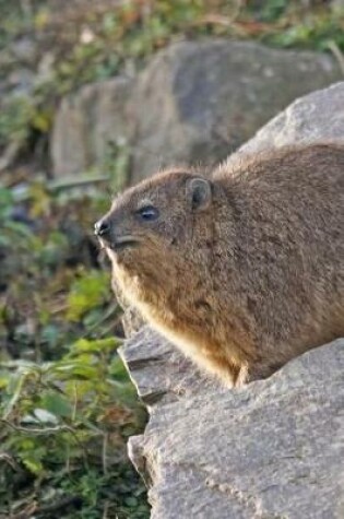 Cover of Chubby Procavia Capensis Cape Hyrax on a Rock Journal