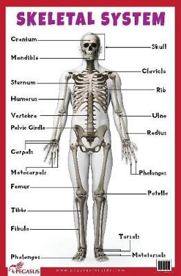 Book cover for Skeletal System