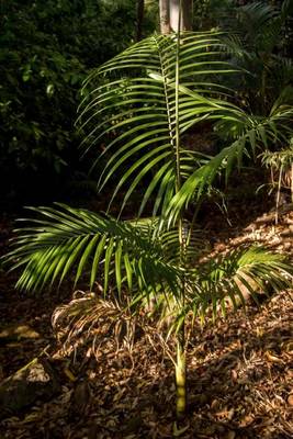 Book cover for A Young Bangalow Palm Tree Journal