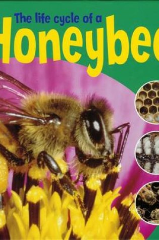 Cover of The Life Cycle Of A Honeybee