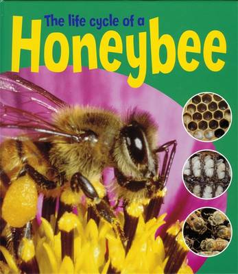 Book cover for The Life Cycle Of A Honeybee