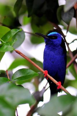 Book cover for Red-Legged Honeycreeper Journal