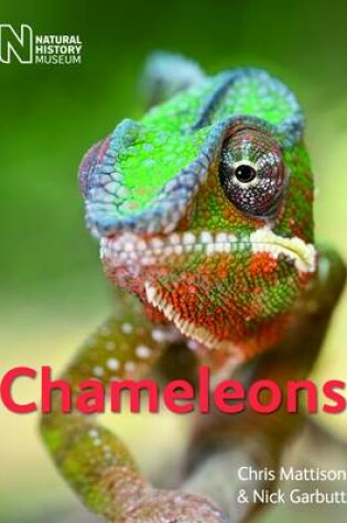 Cover of Chameleons