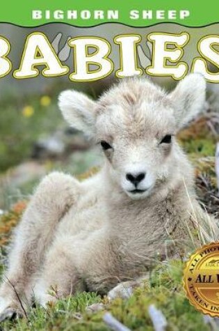 Cover of Bighorn Sheep Babies