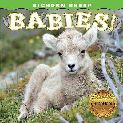 Book cover for Bighorn Sheep Babies