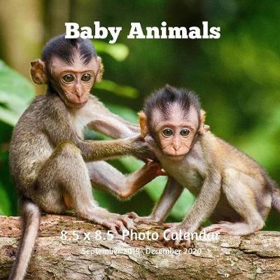 Book cover for Baby Animals 8.5 X 8.5 Calendar September 2019 -December 2020