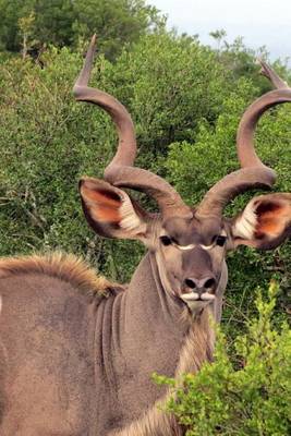 Book cover for Profile of a Kudu in South Africa, for the Love of Animals