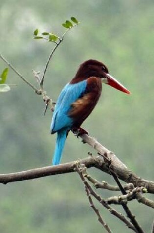 Cover of White Throated Kingfisher, Birds of the World