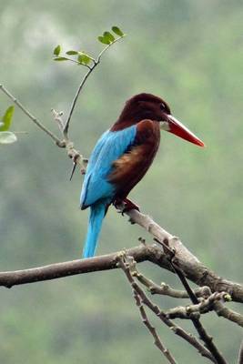 Book cover for White Throated Kingfisher, Birds of the World