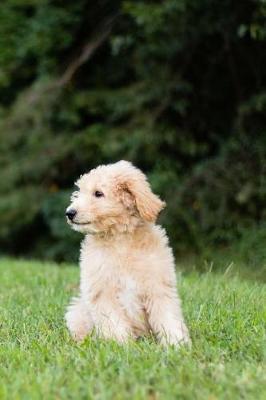 Book cover for Golden Doodle