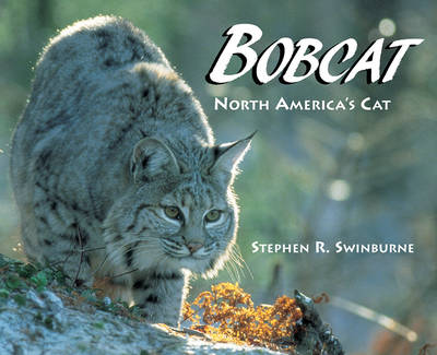 Book cover for Bobcat