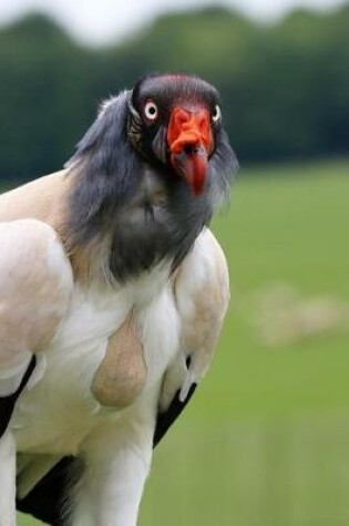 Cover of A King Vulture Surveying the Field Journal