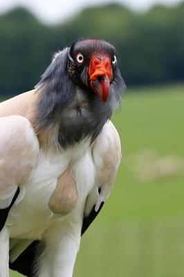 Book cover for A King Vulture Surveying the Field Journal