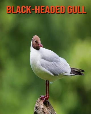 Book cover for Black-Headed Gull