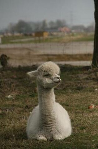 Cover of Website Password Organizer Alpaca Looking Smug