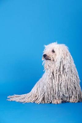 Book cover for The Puli Dog Journal