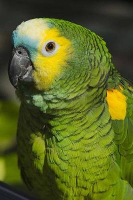 Book cover for Blue-fronted Amazon Parrot Journal