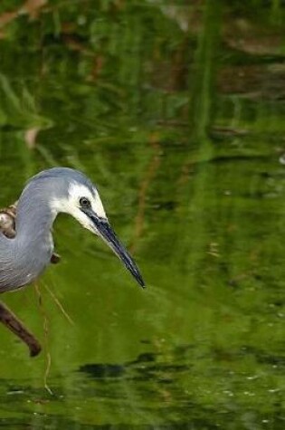 Cover of White Faced Heron Notebook