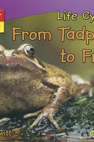 Cover of Life Cycles from Tadpole to Frog