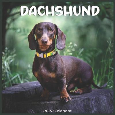 Book cover for Dachshund 2022 Calendar