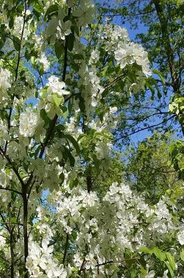 Cover of Beautiful Springtime Flowering Tree Journal