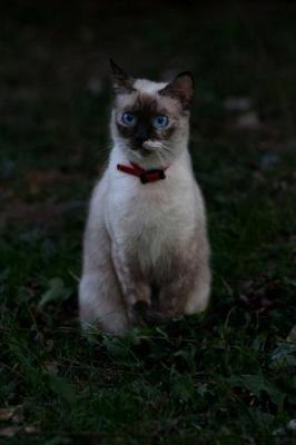 Book cover for Burmese Cat Notebook