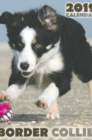 Cover of Border Collie 2019 Calendar