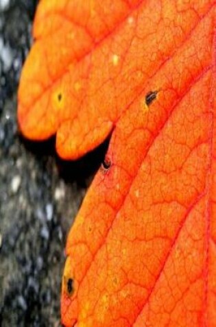 Cover of Journal Fall Foliage Orange Leaf Autumn