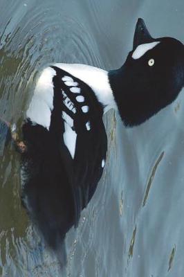 Book cover for Barrow's Goldeneye Duck Male Journal