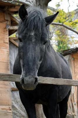 Book cover for Curious Black Horse at the Corral Journal