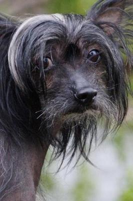 Book cover for Chinese Crested Dog Looking Back Journal