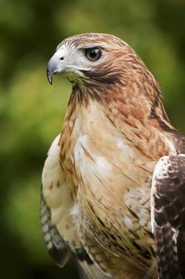 Book cover for Red-Tailed Hawk Portrait Journal