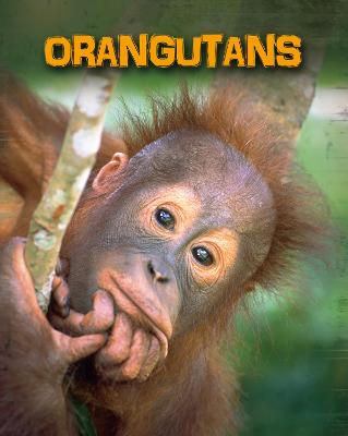 Cover of Orangutans