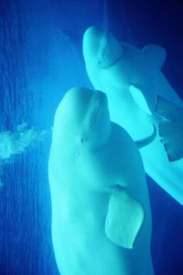 Book cover for Beluga Whales - the Gentle Giants Swimming in the Sea Journal