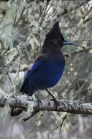 Cover of Stunning Stellars Jay in a Lichen Covered Tree Journal