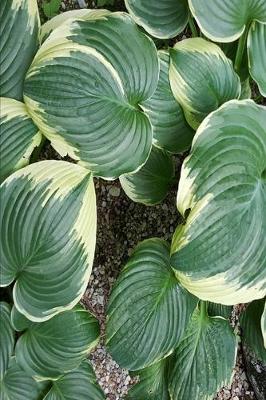 Cover of 2020 Weekly Planner Backyard Hosta 134 Pages