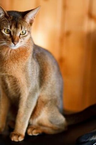 Cover of A Beautiful Cat Sitting in His Chair