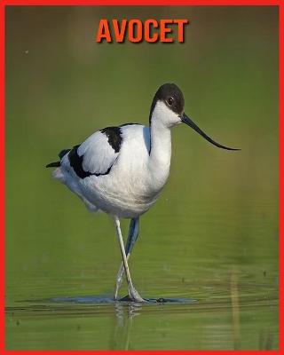 Book cover for Avocet