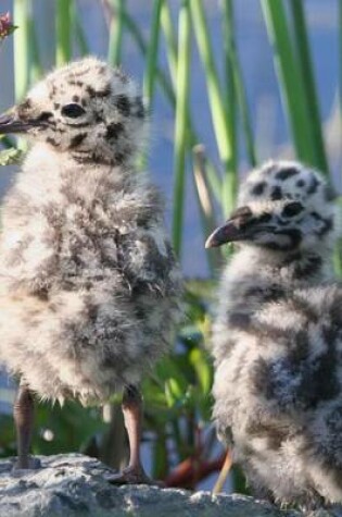 Cover of Seagull Chicks Bird Journal