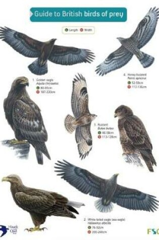 Cover of Guide to British Birds of Prey