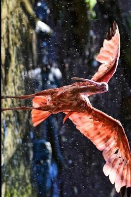 Book cover for Eudocimus Ruber Scarlet Ibis Wings Spread Journa