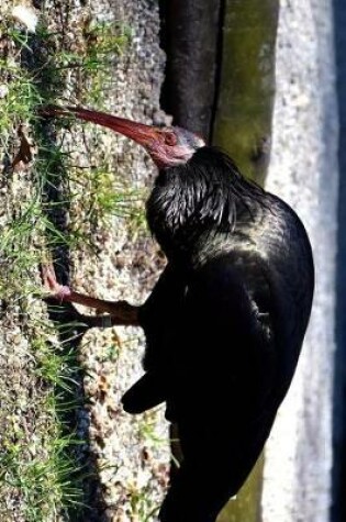 Cover of North Bald Ibis Journal