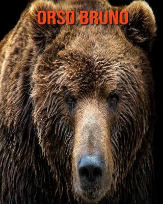 Book cover for Orso bruno