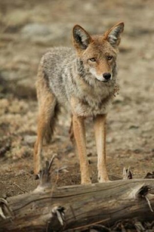 Cover of Coyote Standing Near a Log in Yosemite National Park Journal